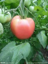 西红柿生吃还是炒着吃