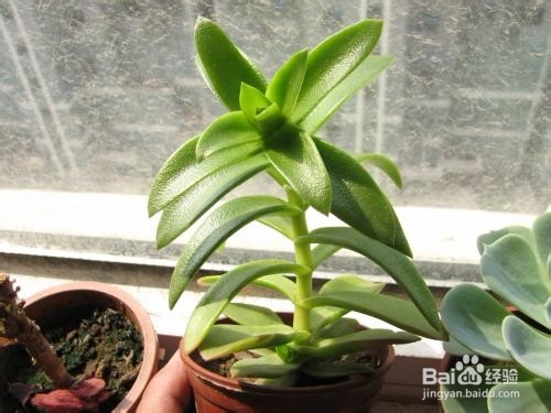 多肉植物什么是老桩？