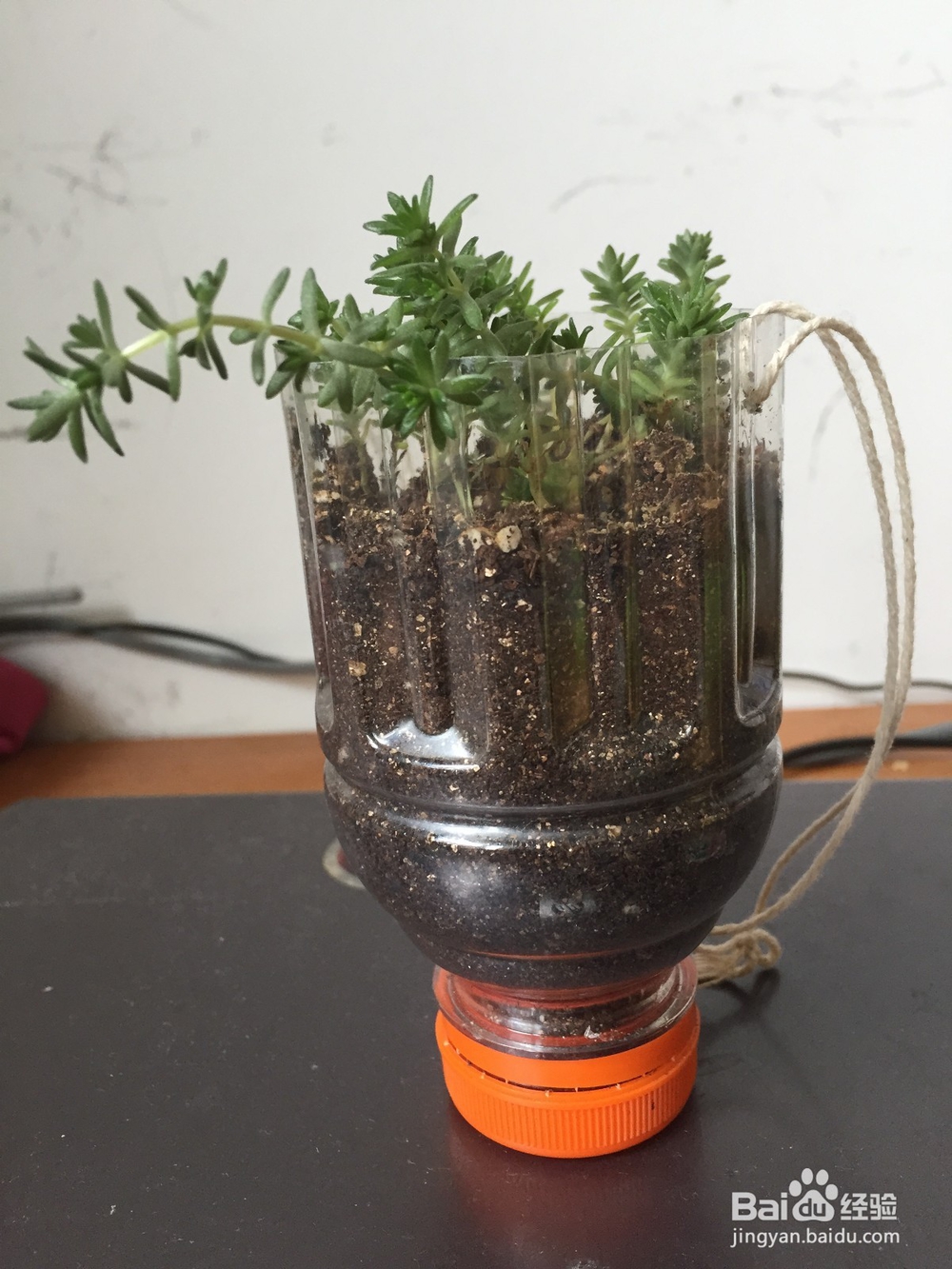 废旧塑料瓶变身小花盆