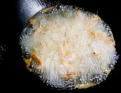 封味中式快餐之椒盐虾