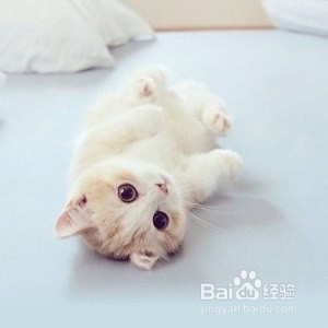 养生食补西兰花虾仁豆腐蒸蛋的做法