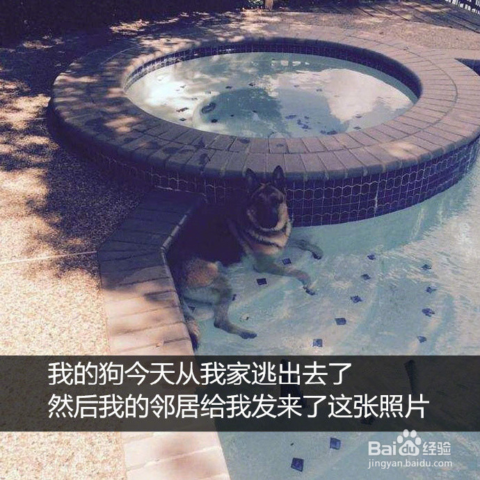 网友拍下的自家蠢汪的搞笑瞬间，这是要成精啊