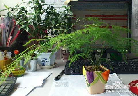 文竹养殖十大注意事项,