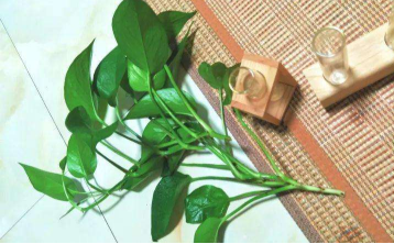 绿萝根烂了发黑怎么办