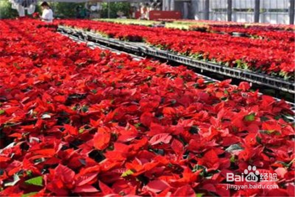 蟹爪兰的养殖方法和注意事项有什么?