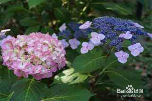 绣球花的注意事项和养殖方法是什么?