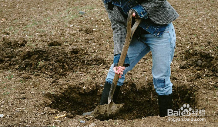 芒果种植的一些方法和经验