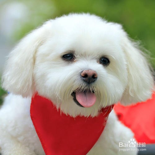 怎么判断狗狗是否冷