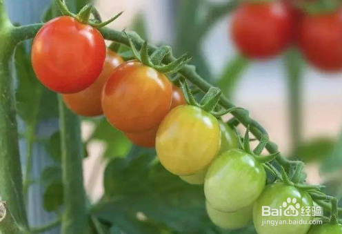 怎样挑选在真正自然成熟与药物催熟的西红柿