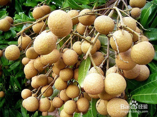 怎样保存新鲜龙眼
