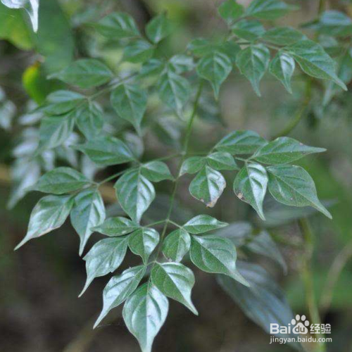 木蝴蝶的培育方法和注意事项