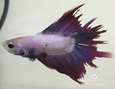 斗鱼尾巴烂了怎么办 百度经验