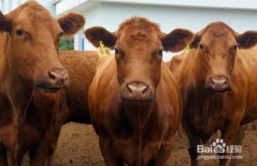 如何使用肉牛饲料 肉牛预混料 肉牛育肥期