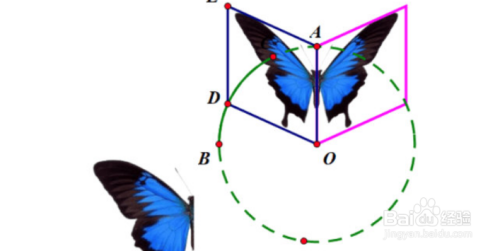 几何画板蝴蝶动画设计