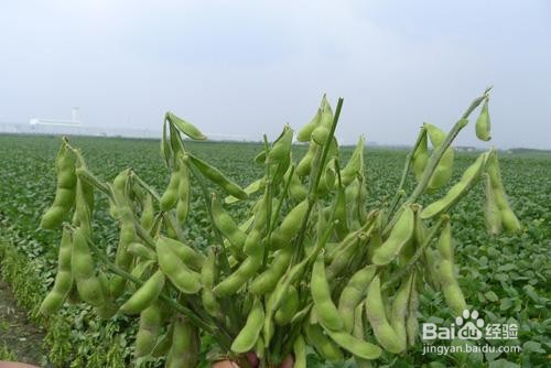 豆子种植方法