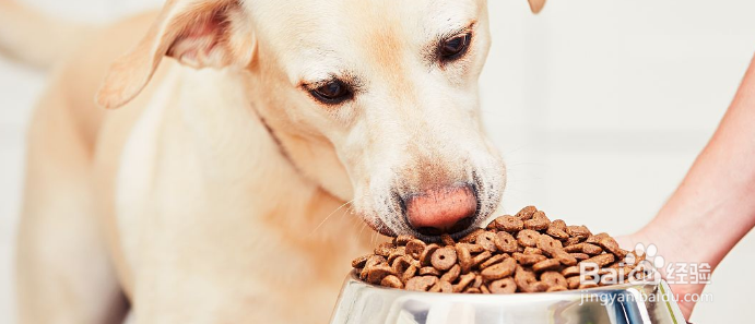 狗狗很瘦，怎么样才能让狗狗胖起来？