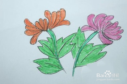 怎样画出菊花的简笔画