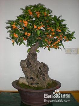 桂花树苗插穗生根的生理习性[二]