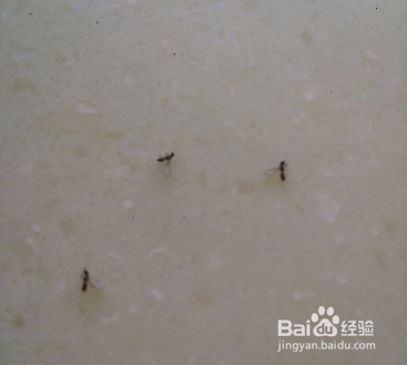 屋里有蚂蚁怎么办