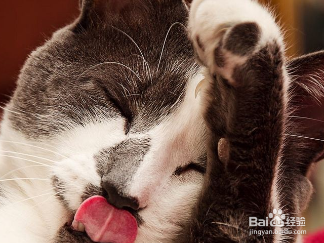 哪些猫适合老年人养?