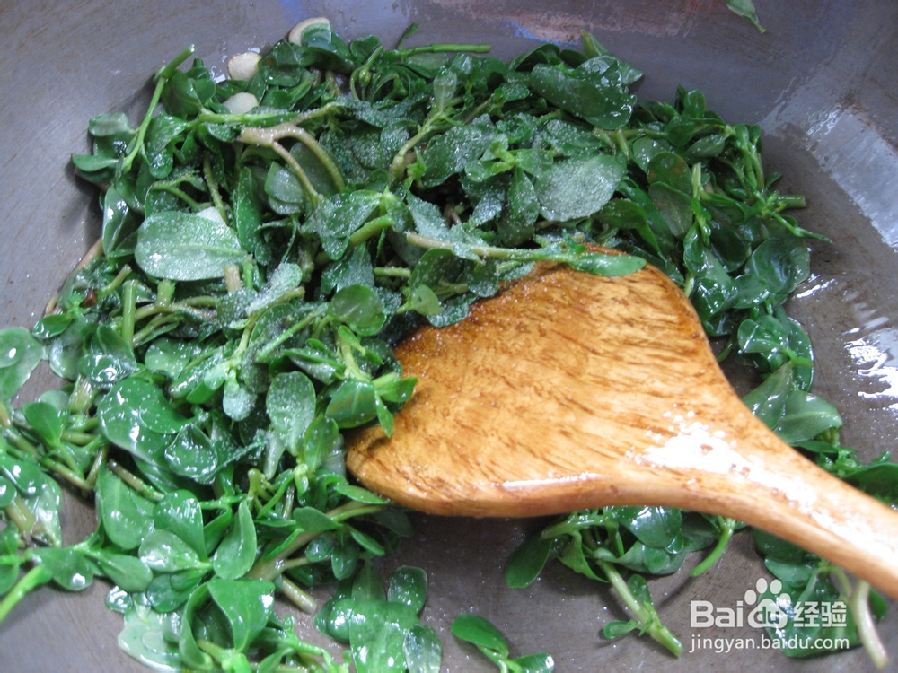 清热解毒野菜——清炒马齿苋