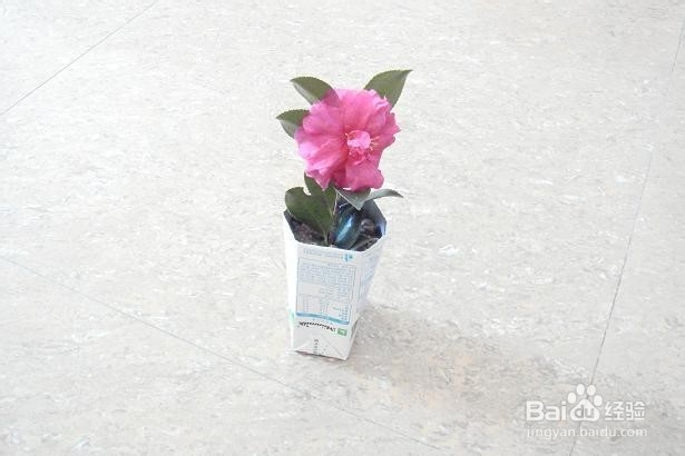 空牛奶盒可以做什么?