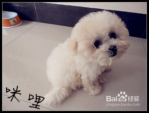 当我们训练比熊犬尿尿的细节问题