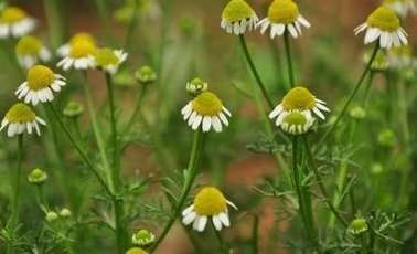 洋甘菊种子的种植方法