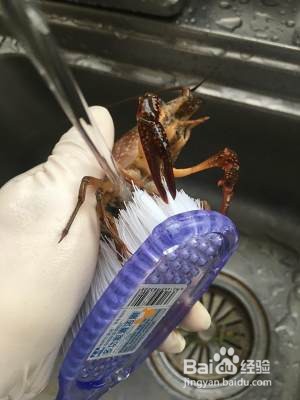详解如何清理以及辨别小龙虾