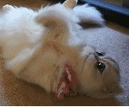 训练猫猫打滚的方法