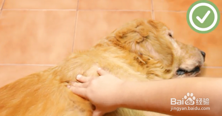 如何帮狗狗按摩