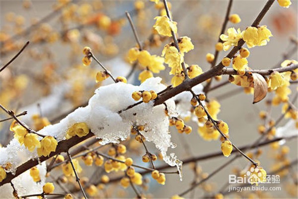 腊梅盆栽怎么养殖？