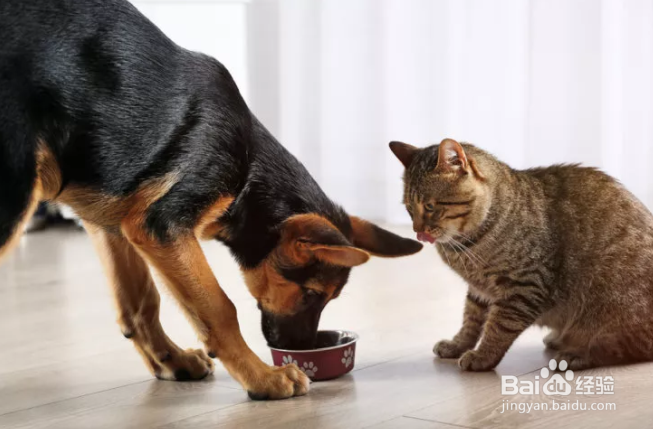 猫和狗可以混喂主粮吗？