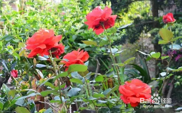 想让你的月季花开不断