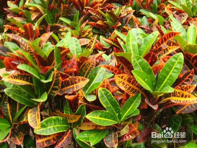 变叶木掉叶子是怎么回事?