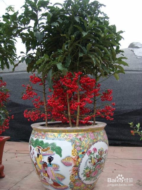 富贵满堂花怎么养