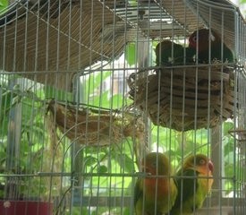 在家驯服虎皮鹦鹉实用四法