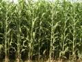 玉米如何施肥才能高產