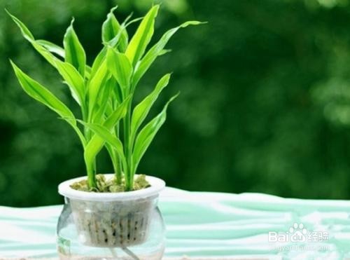 水养、土培富贵竹怎么养护