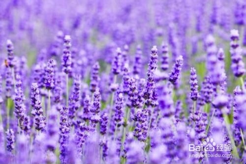 如何制作便宜好用的爽肤水