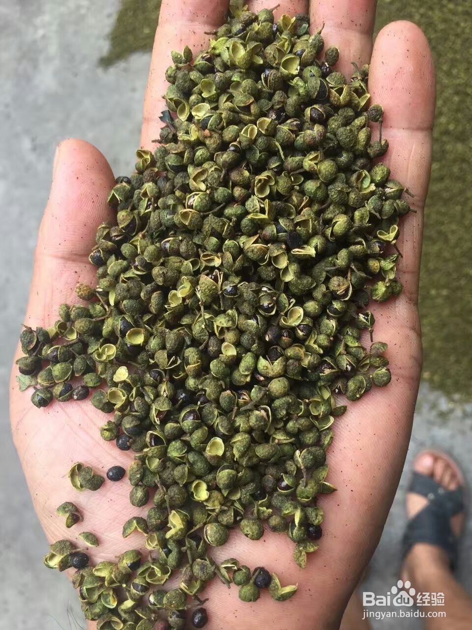 花椒烘干机的烘干效果