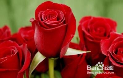 恋爱从告白开始，求婚时应该说什么？