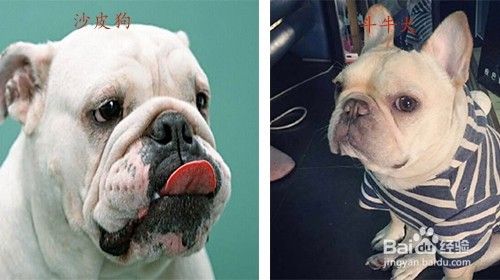 沙皮狗和斗牛犬的区别 百度经验 沙皮狗和斗牛犬的区别 百度经验
