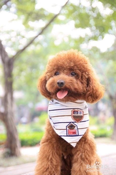 怎么给泰迪犬剪头发