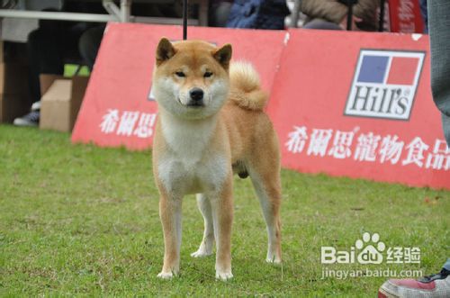 如何区分秋田犬和柴犬