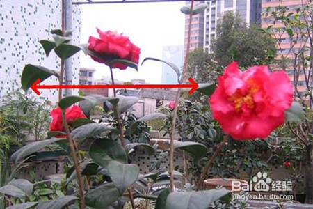 茶花修剪时间和方法