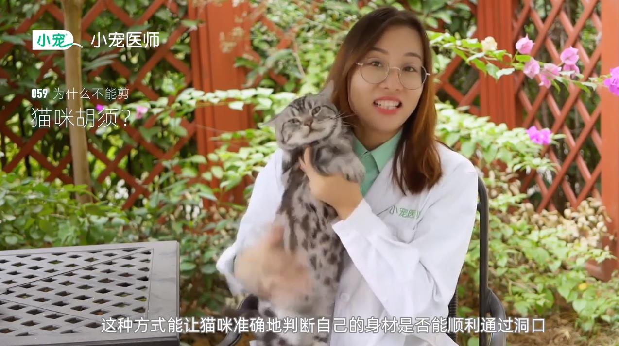 猫咪胡须有什么作用