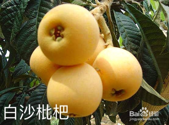 枇杷的分类与价值图解