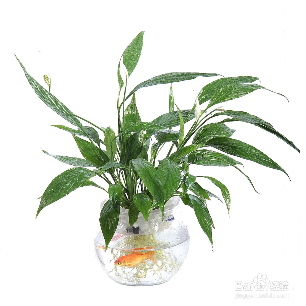 植物水培的注意事项