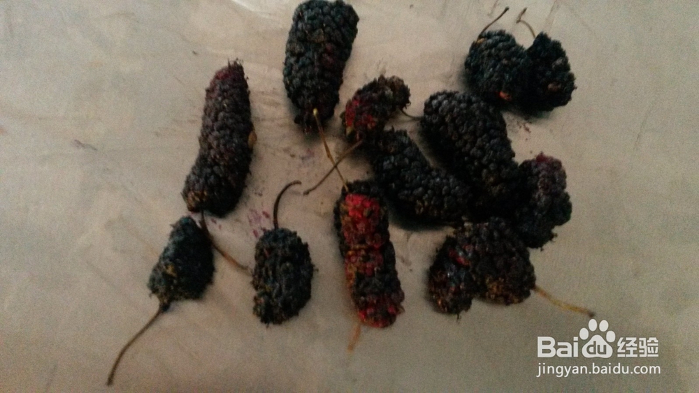 桑葚烘干机的作用,桑椹烘干机的使用